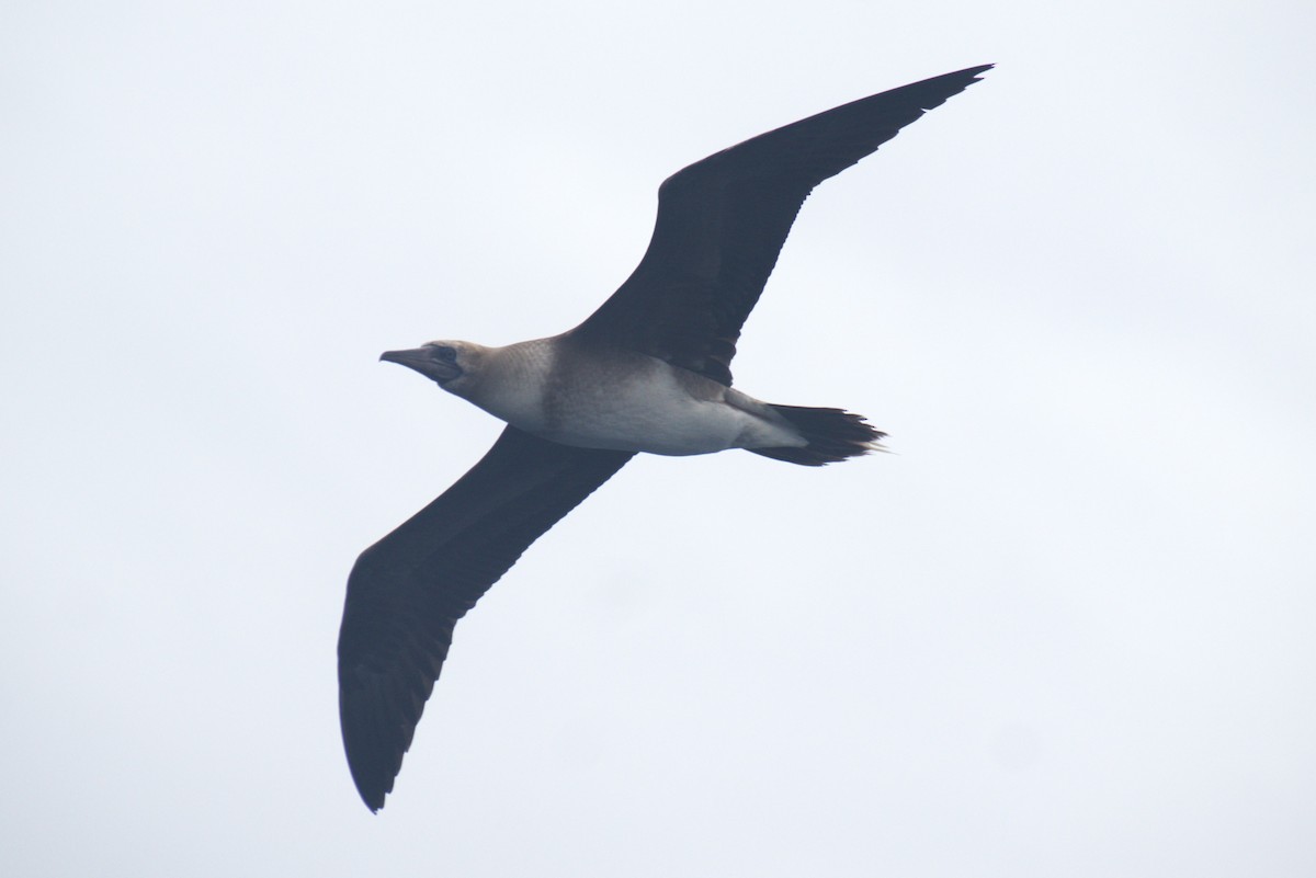 Red-footed Booby - ML614844320