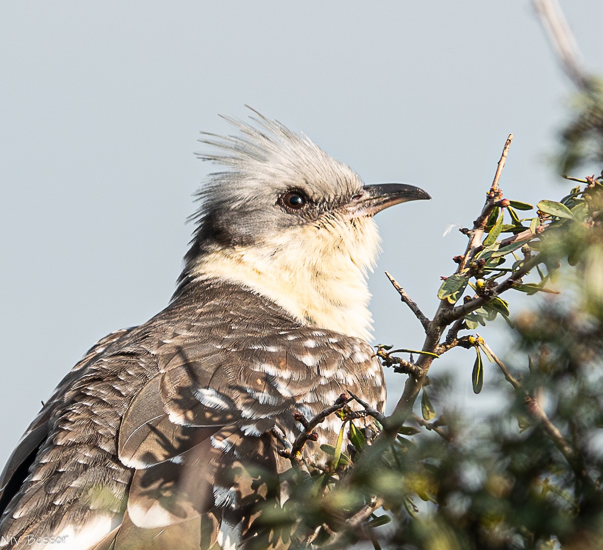 Great Spotted Cuckoo - ML614844449