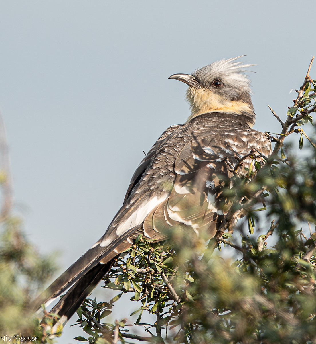 Great Spotted Cuckoo - ML614844450