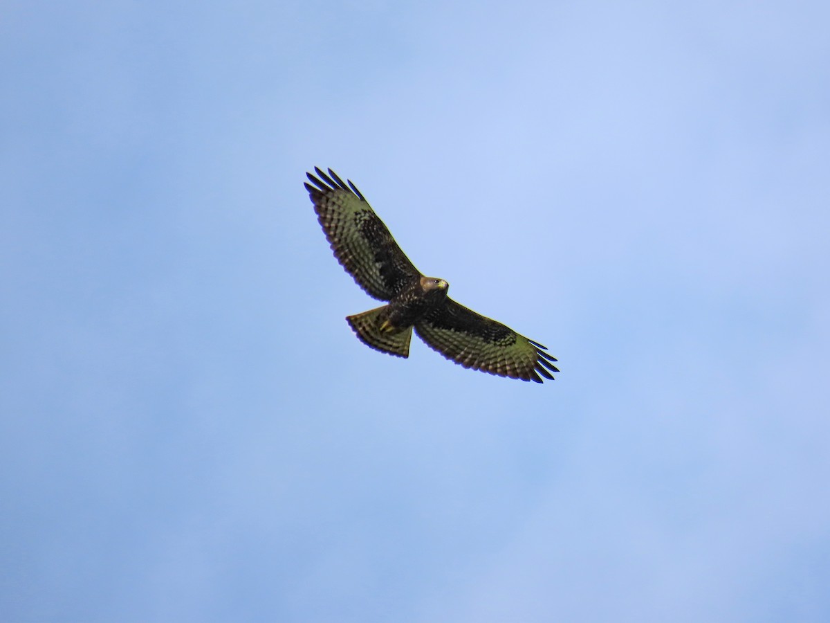 Short-tailed Hawk - ML614844451