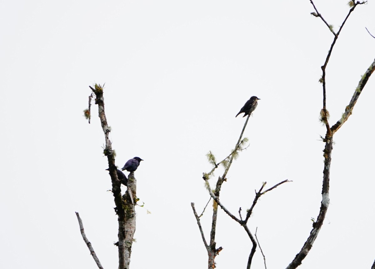 Short-tailed Starling - ML614844689