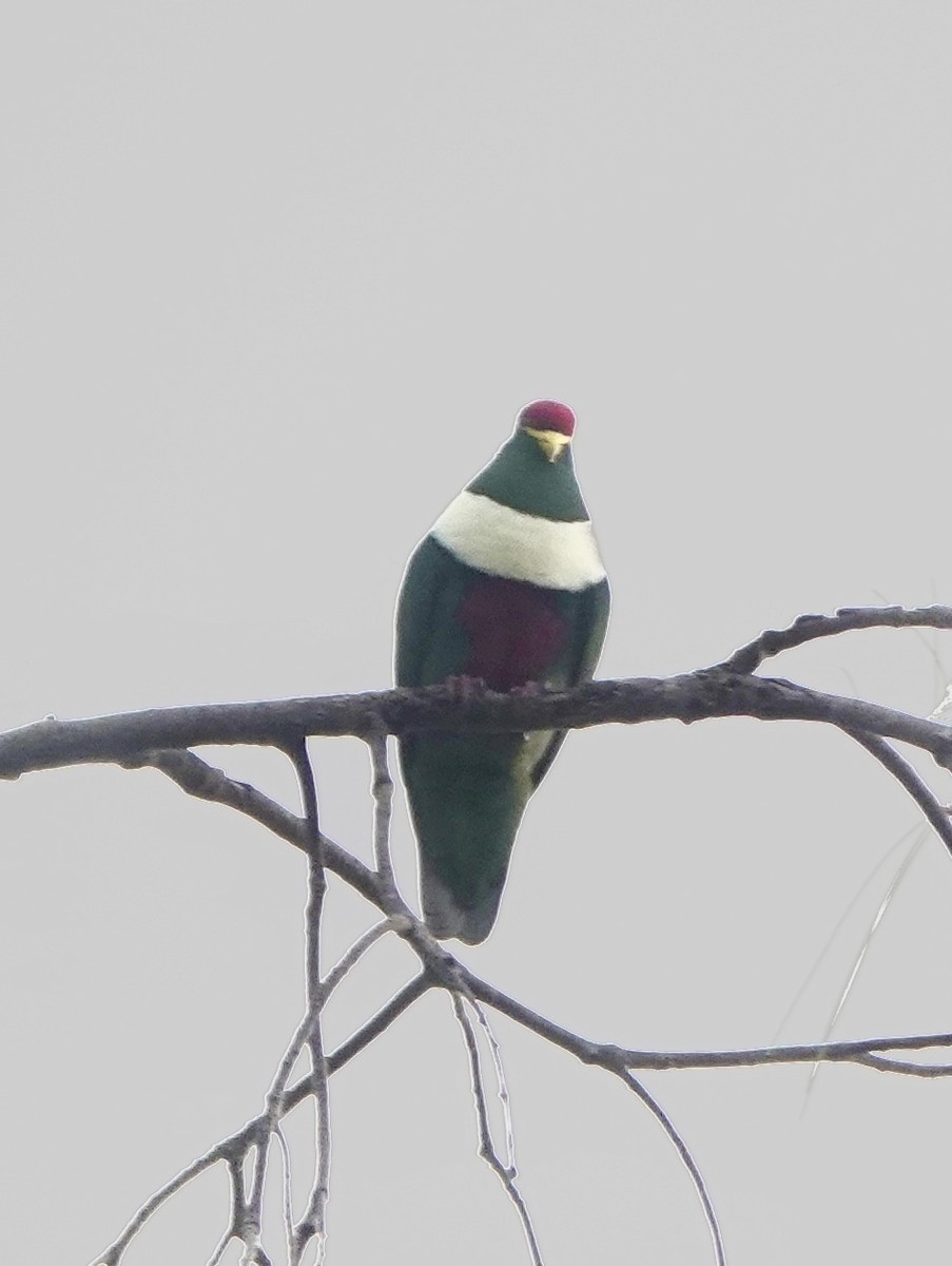 White-breasted Fruit-Dove - ML614844785