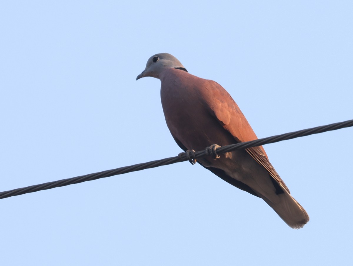 Red Collared-Dove - ML614844854