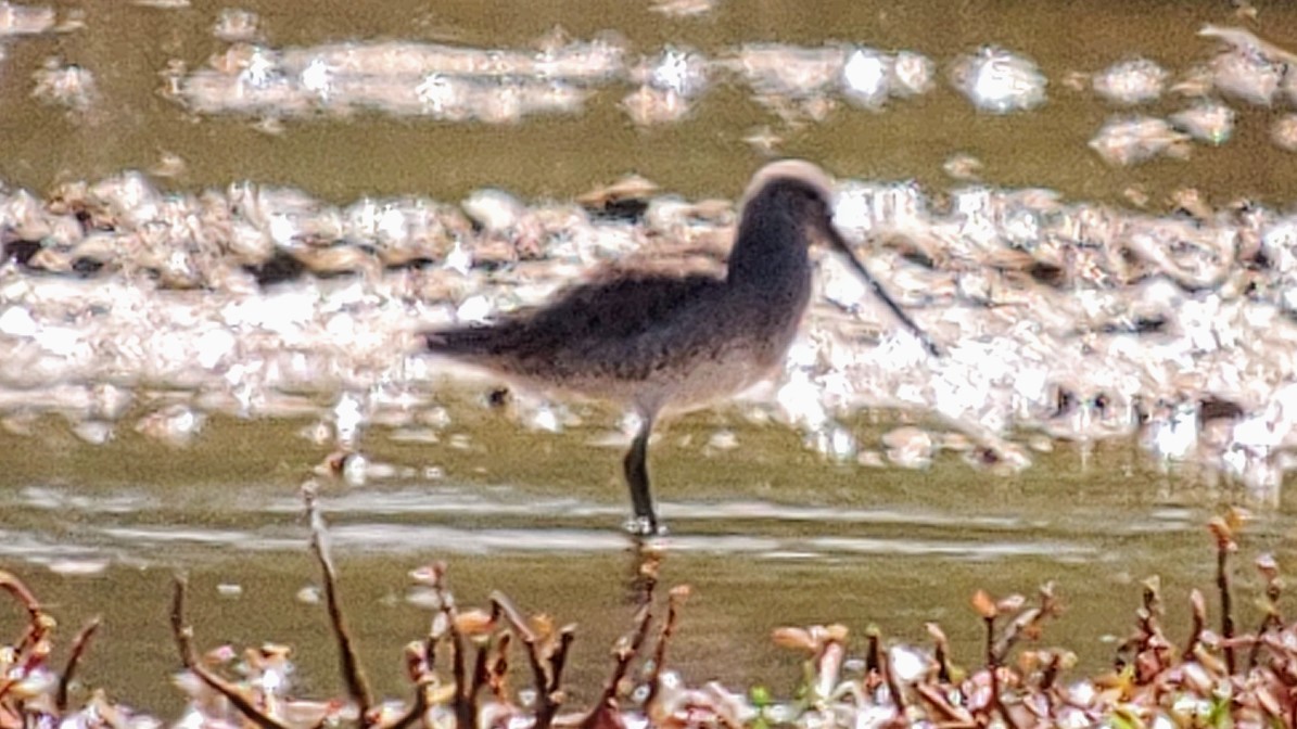 Long-billed Dowitcher - ML614845277