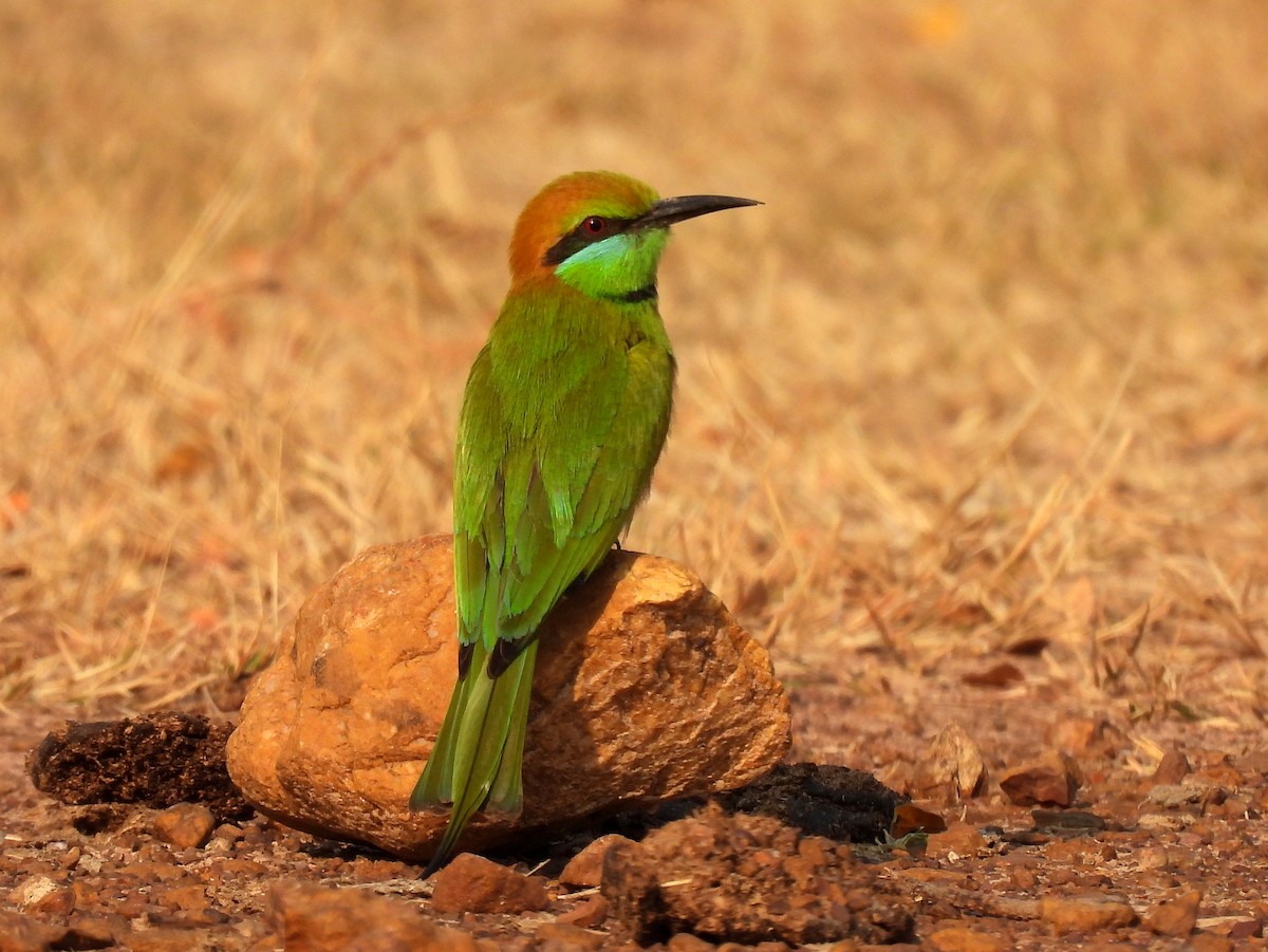 Asian Green Bee-eater - ML614845309