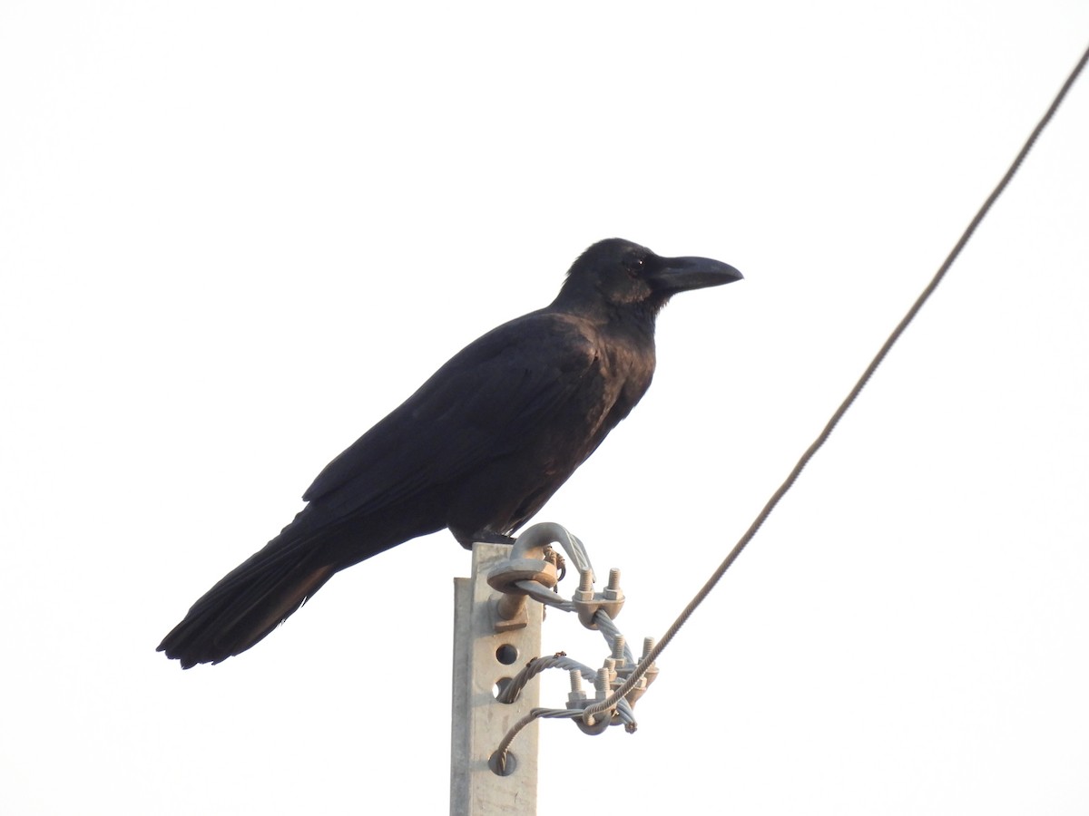 Large-billed Crow - ML614845323