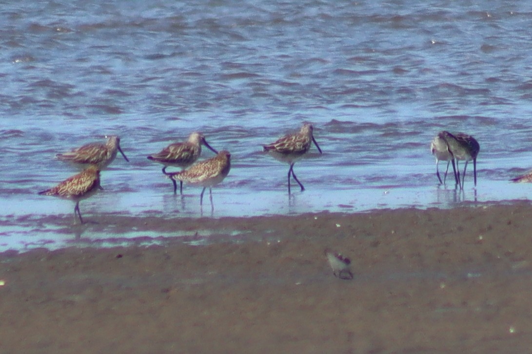 Asian Dowitcher - ML614845331
