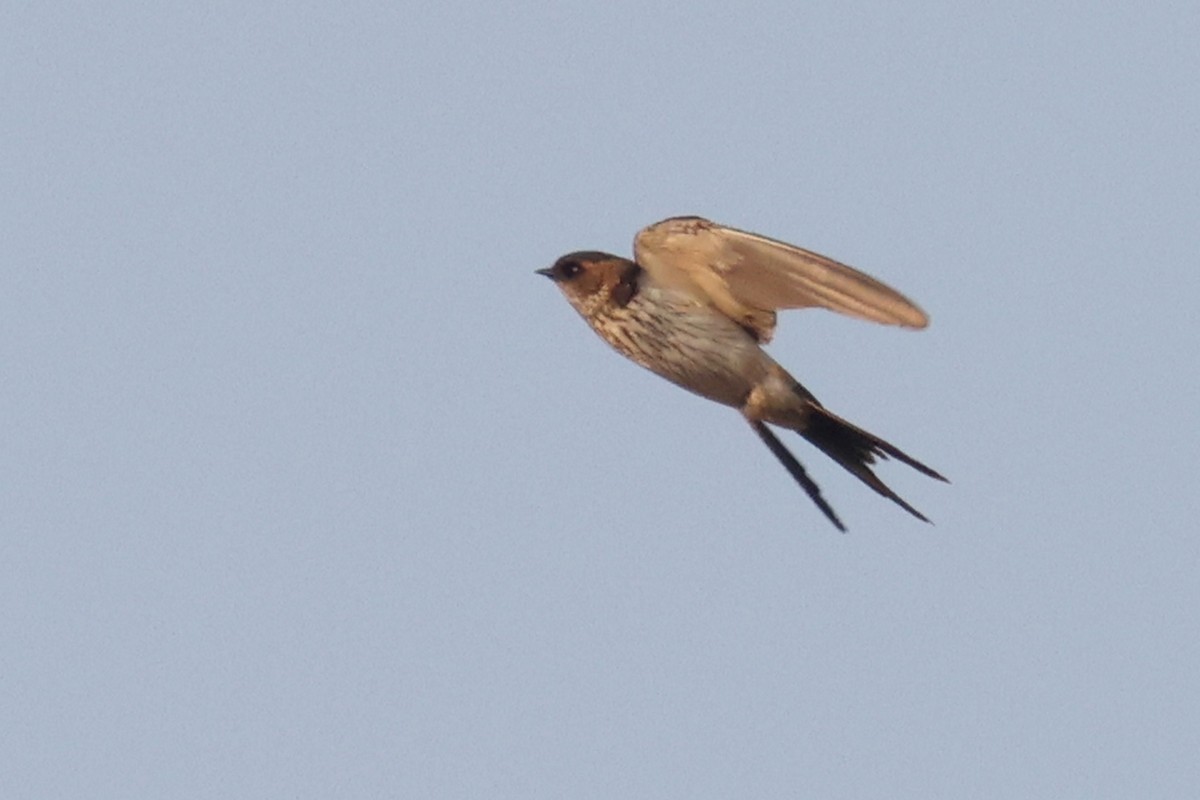 Red-rumped Swallow - ML614845335
