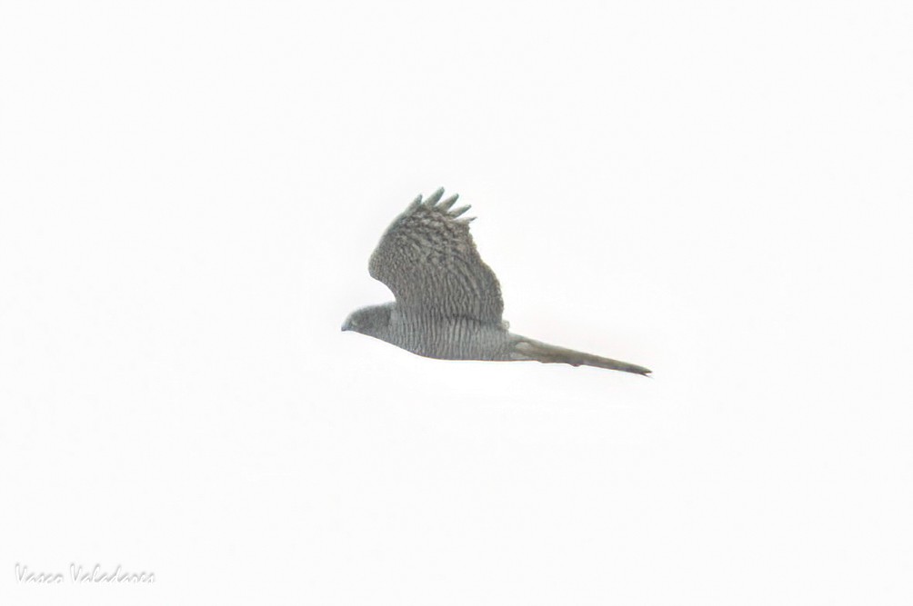 Eurasian Sparrowhawk - Vasco Valadares