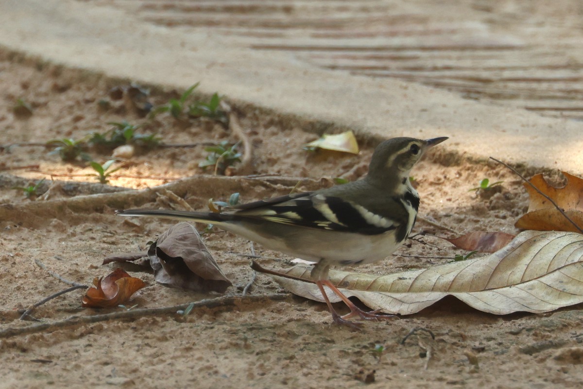 Forest Wagtail - ML614845765