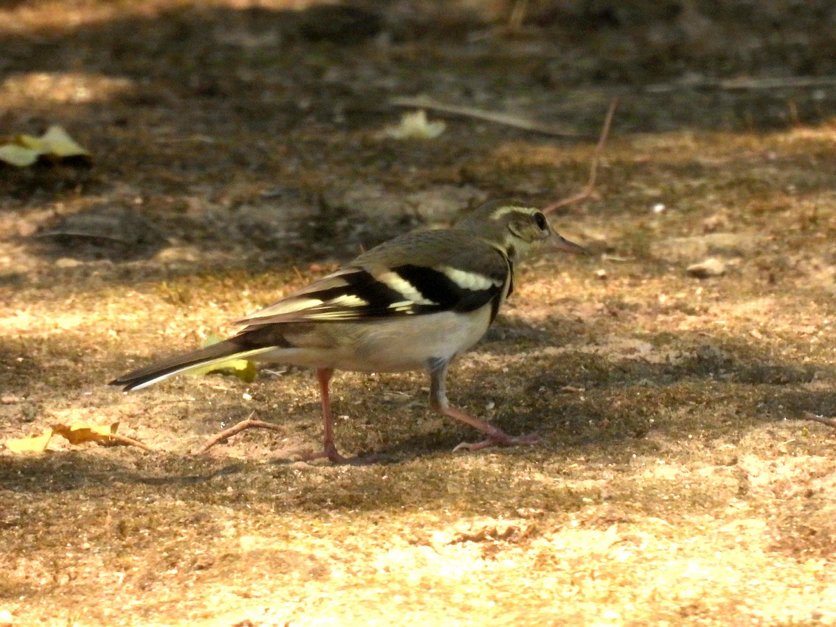 Forest Wagtail - ML614845766