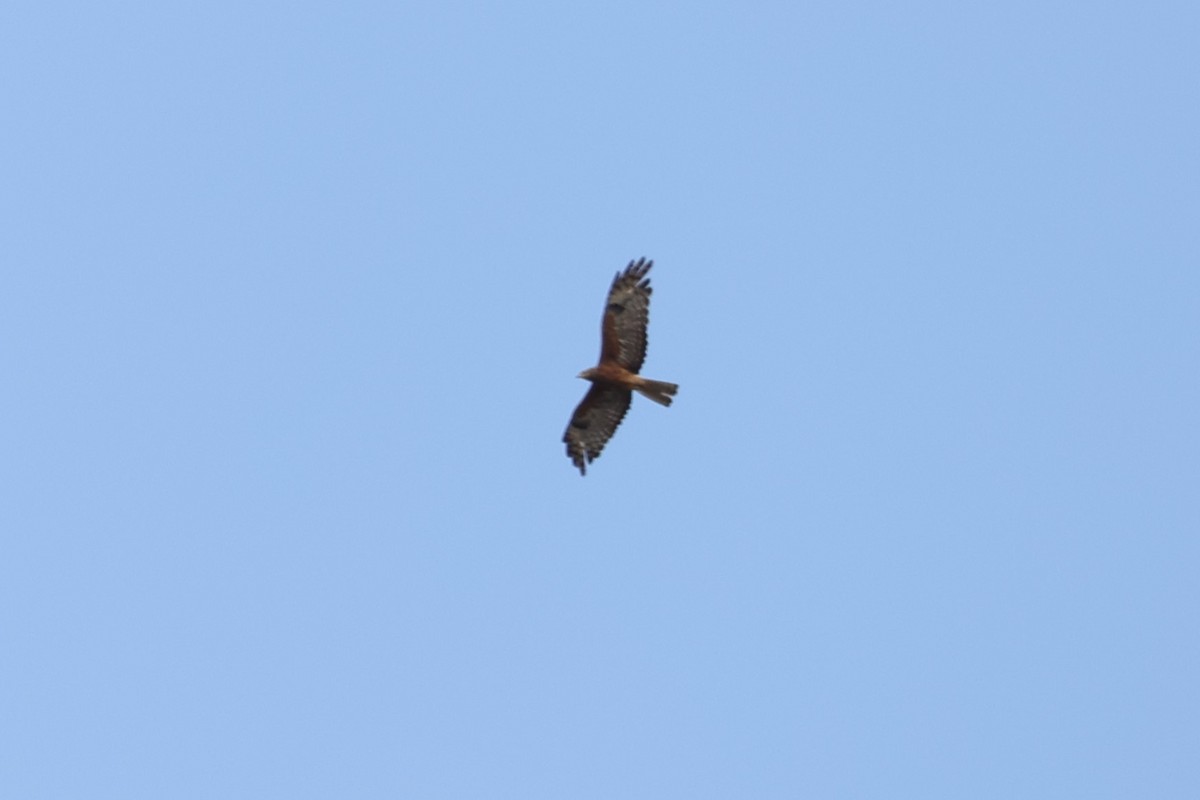 Square-tailed Kite - ML614845974