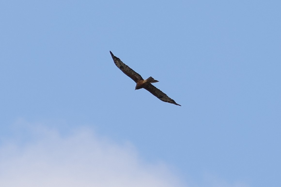 Square-tailed Kite - ML614845975