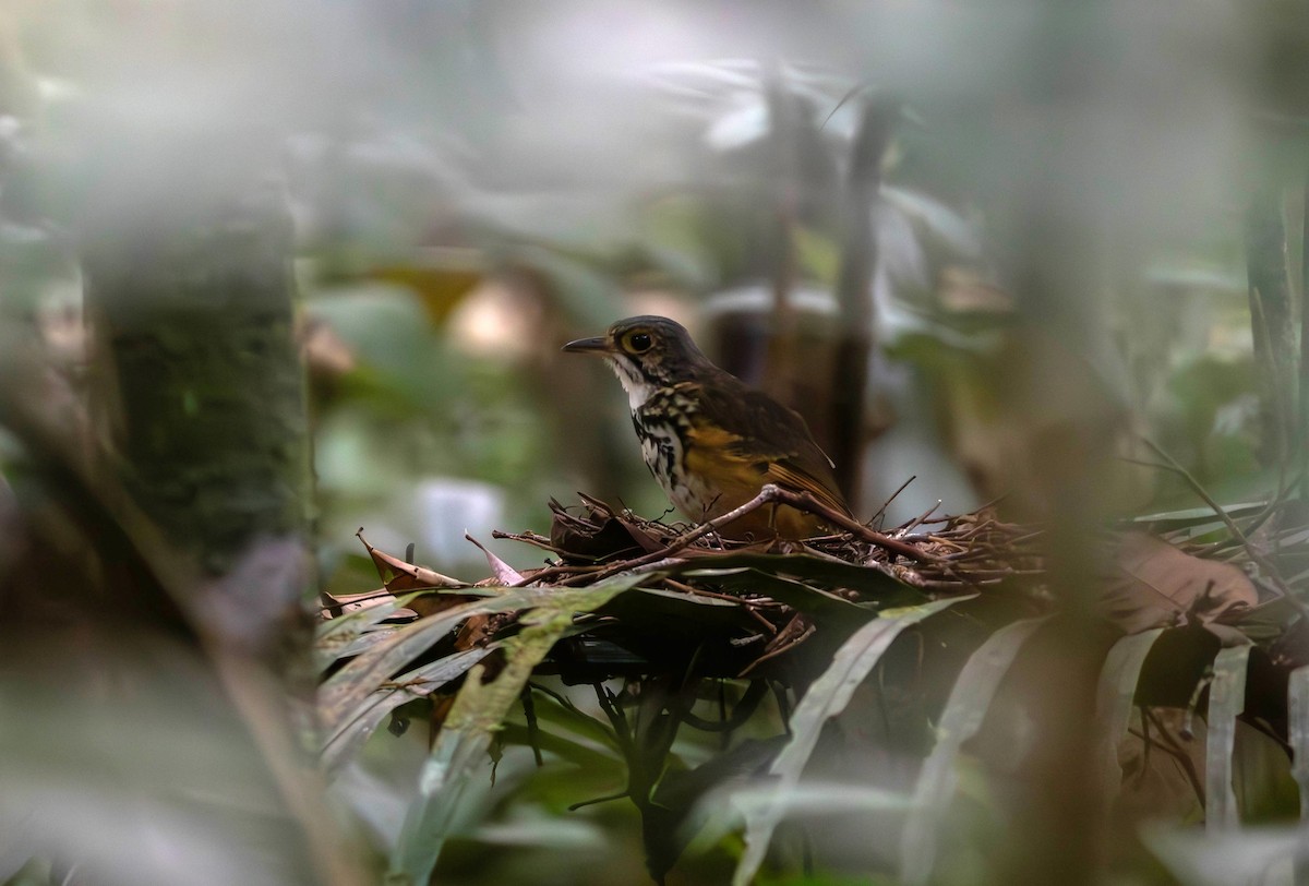 Spotted Antpitta - ML614845986