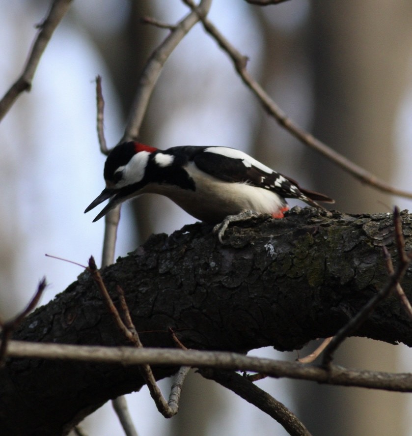 Great Spotted Woodpecker - Strahil Peev