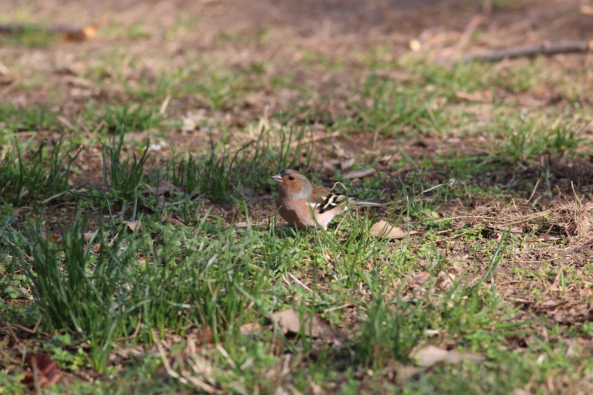 Common Chaffinch - Strahil Peev