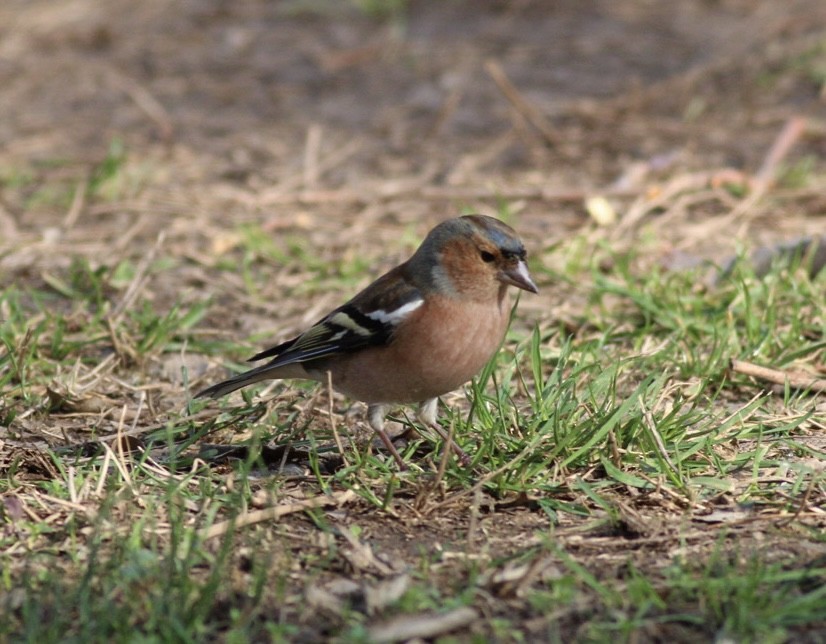 Common Chaffinch - Strahil Peev