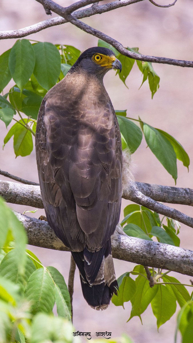 Crested Serpent-Eagle - ML614846553