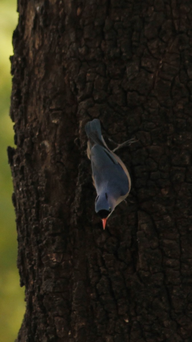 Velvet-fronted Nuthatch - ML614846578