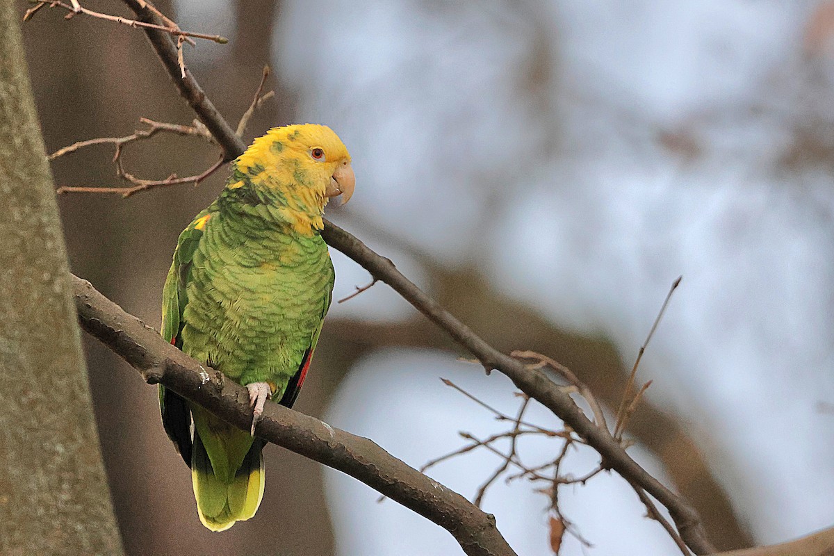 Yellow-headed Parrot - ML614846807