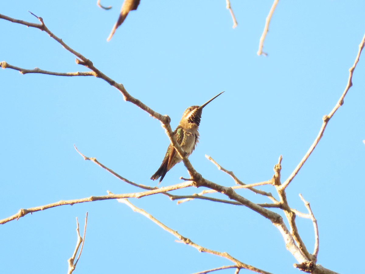 kolibřík achátový - ML614847014