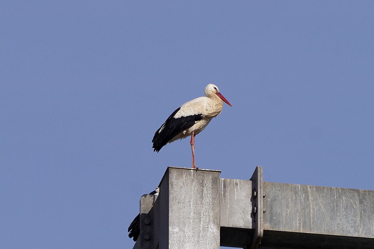 White Stork - ML614847232