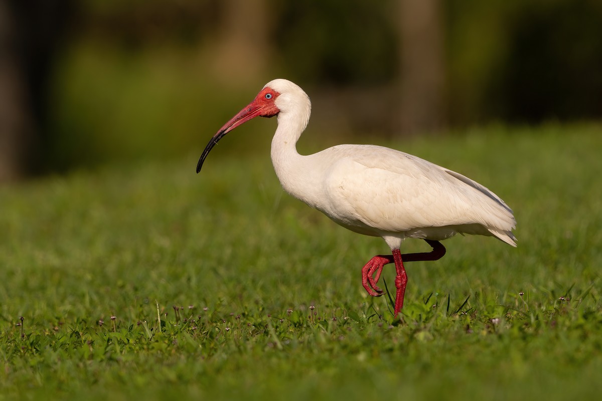 ibis bílý - ML614847282