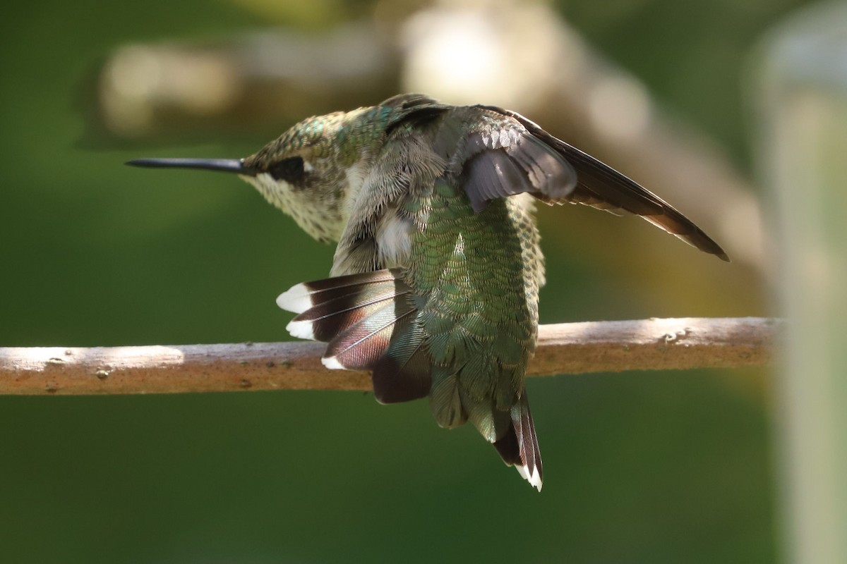 Ruby-throated Hummingbird - ML614847517