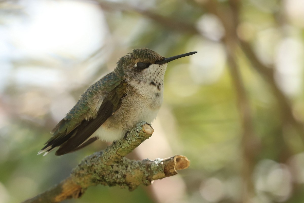 Ruby-throated Hummingbird - ML614847518