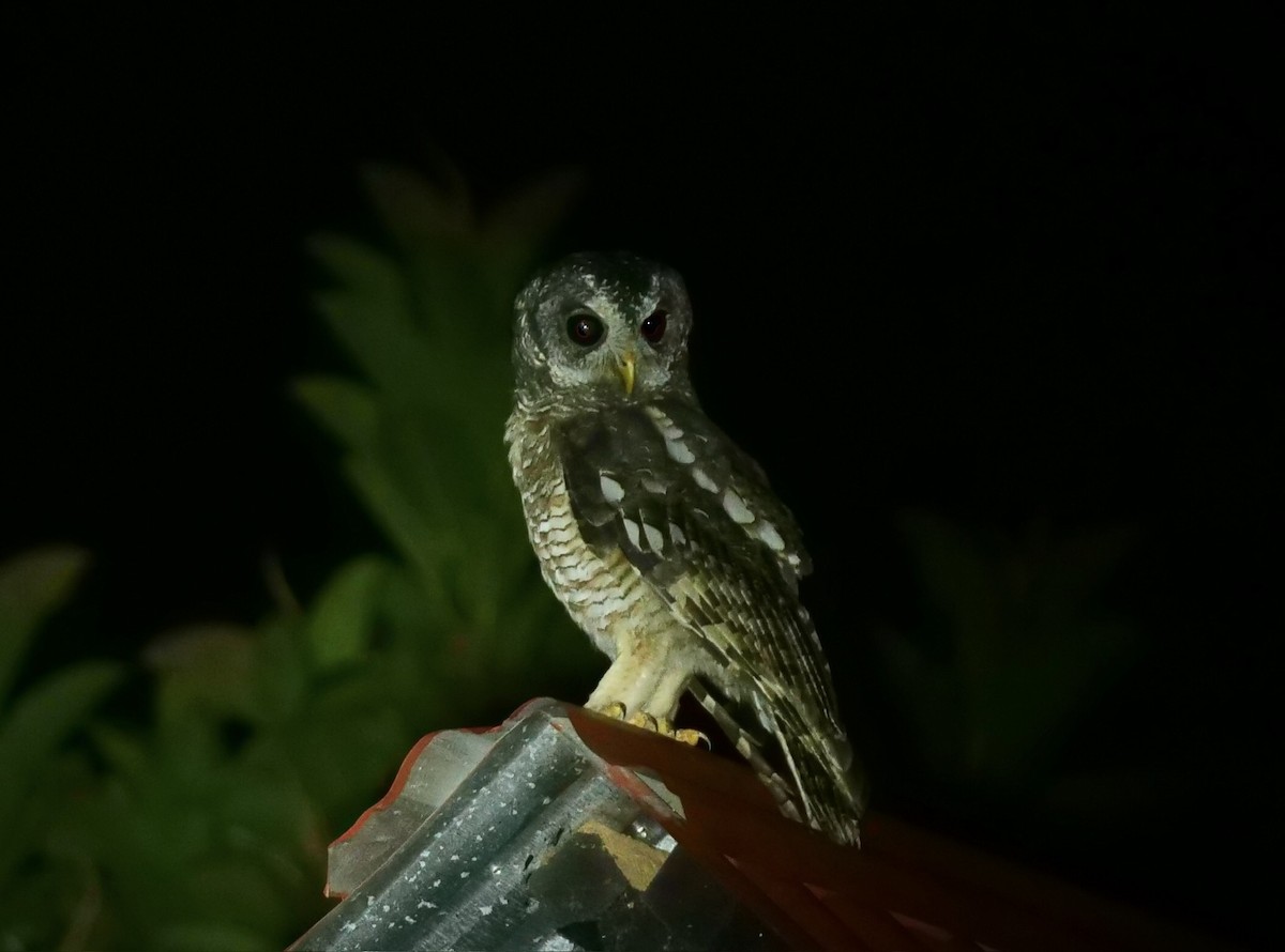 African Wood-Owl - ML614847525