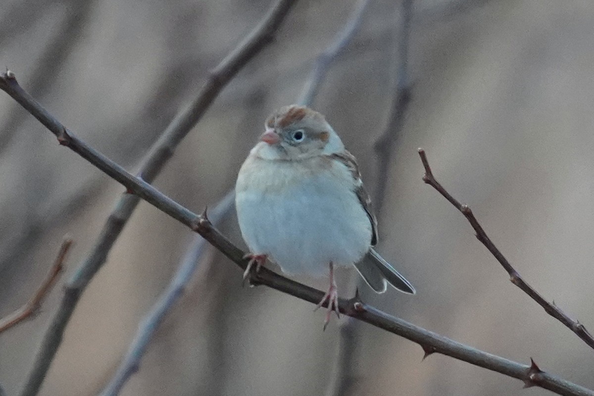 Field Sparrow - Bob Yankou