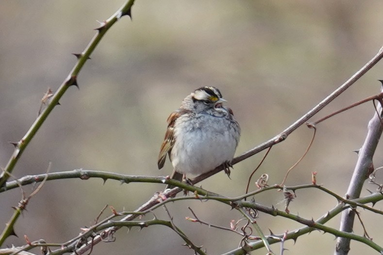 White-throated Sparrow - ML614847723
