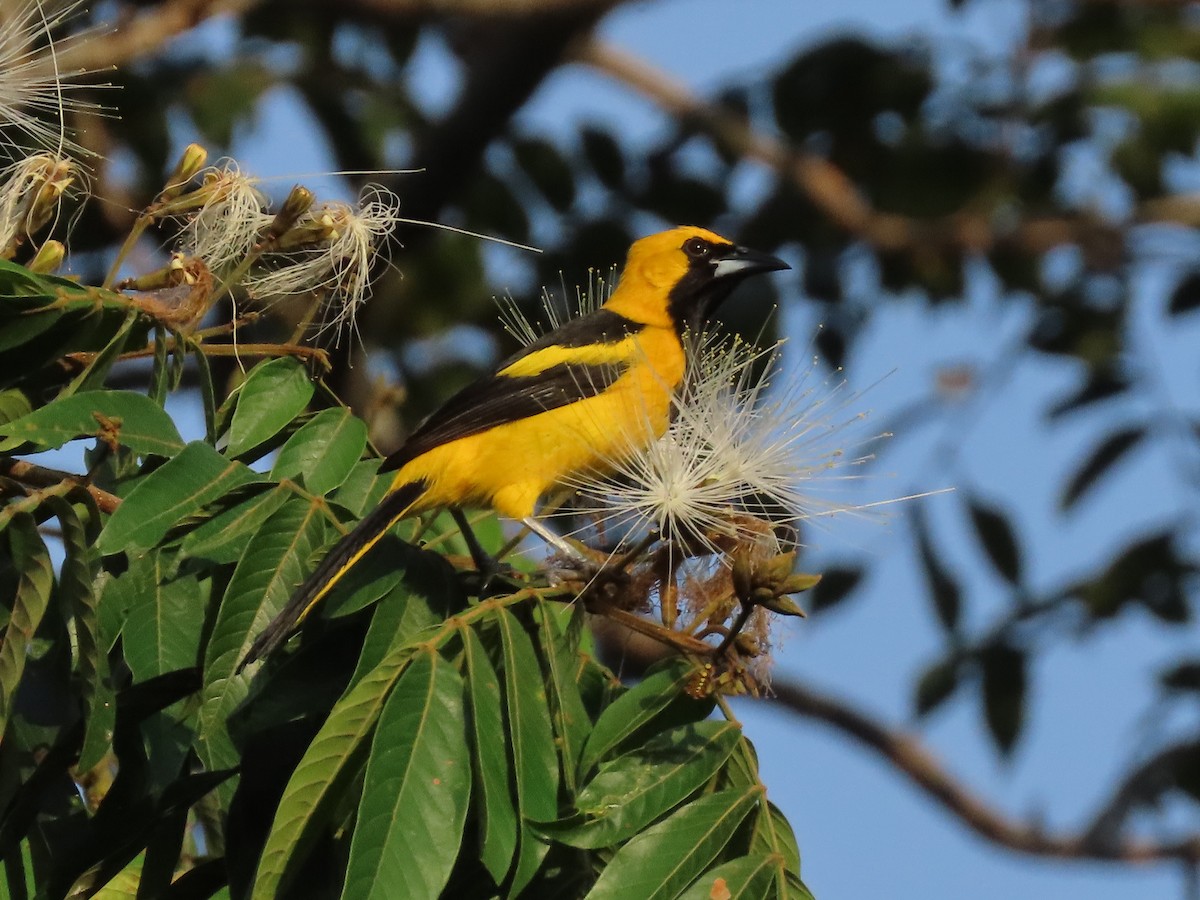 Yellow-tailed Oriole - ML614848189