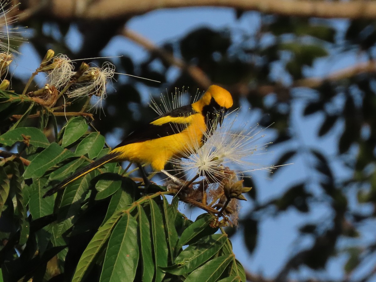 Yellow-tailed Oriole - ML614848190