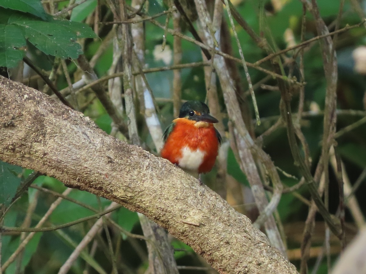 American Pygmy Kingfisher - ML614848204