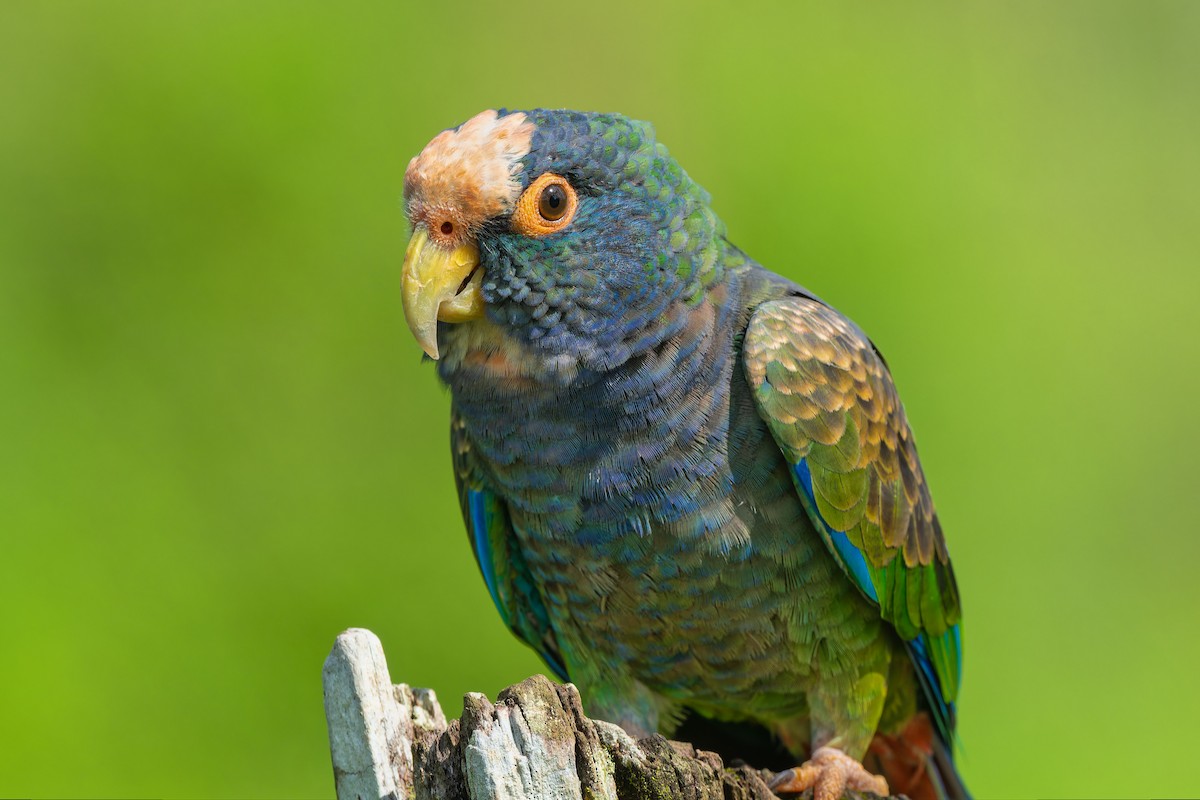 White-crowned Parrot - ML614848278