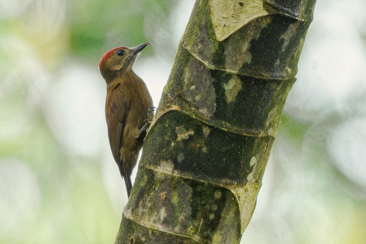 Smoky-brown Woodpecker - ML614848554