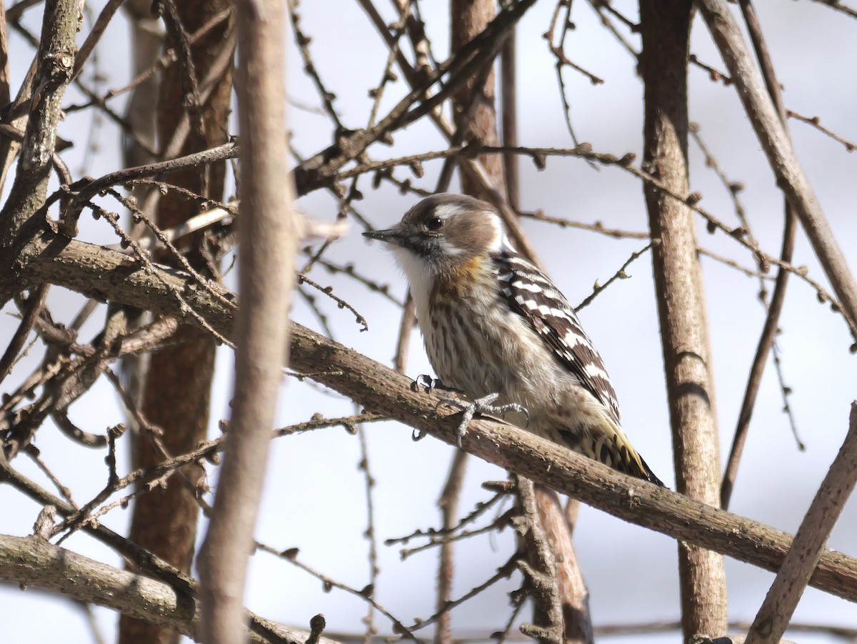 Japanese Pygmy Woodpecker - ML614848582