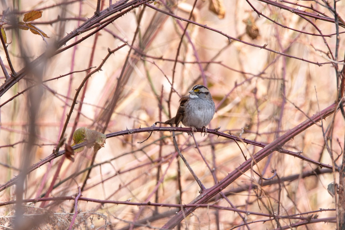 White-throated Sparrow - David Ferris
