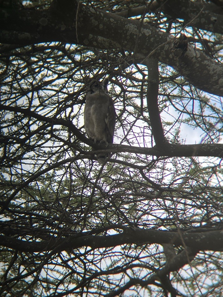 Verreaux's Eagle-Owl - ML614848967