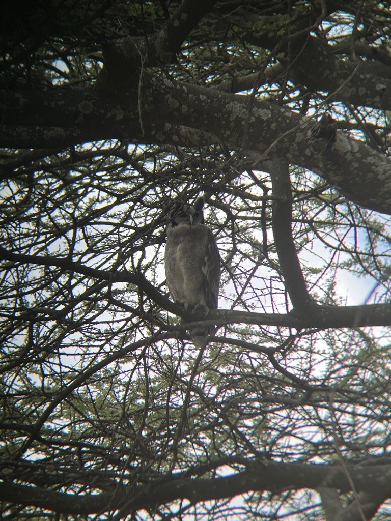 Verreaux's Eagle-Owl - ML614848975