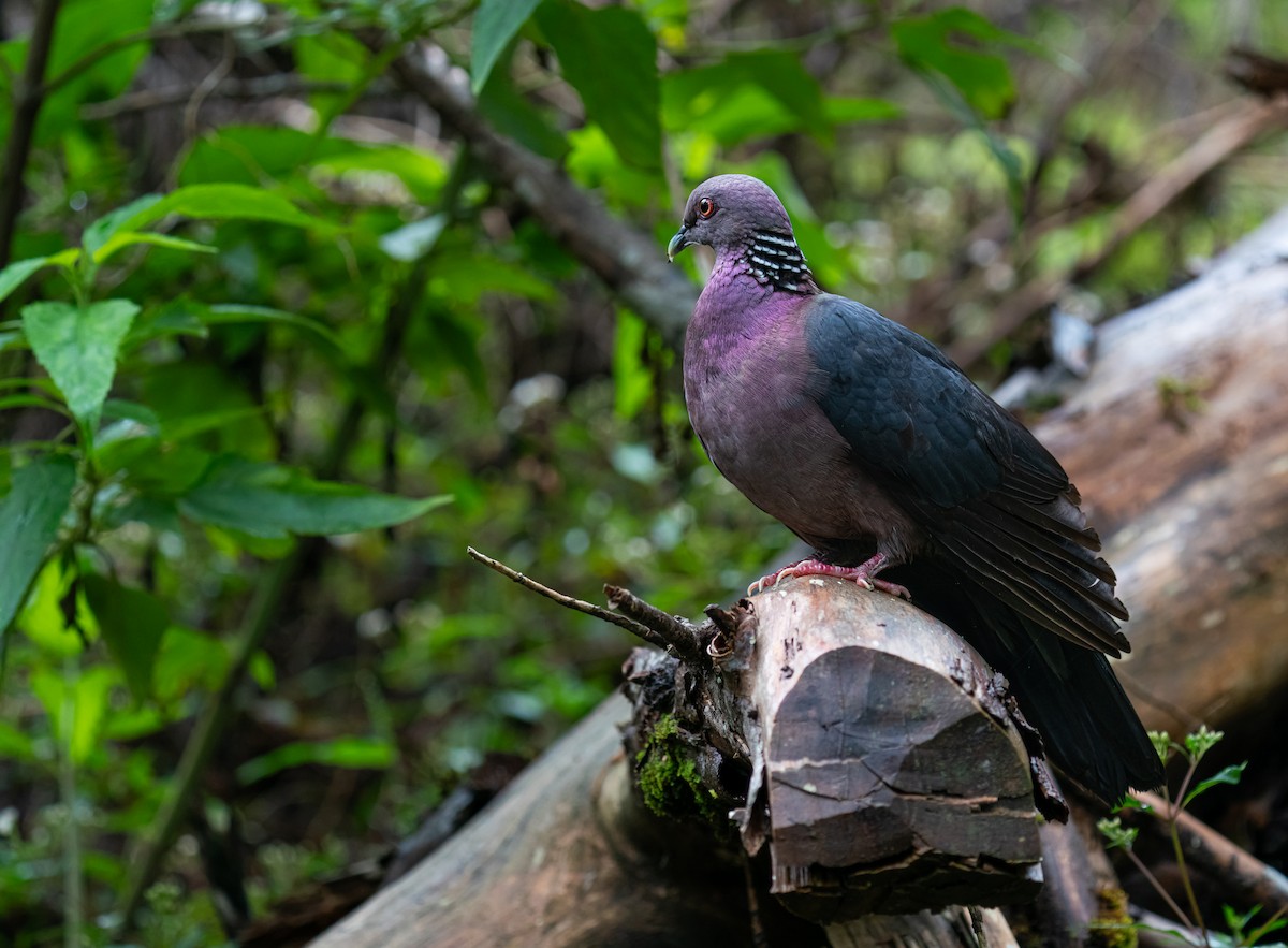 Sri Lanka Wood-Pigeon - ML614848981