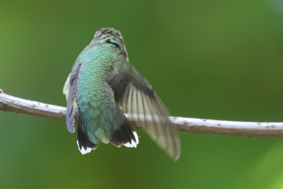 Ruby-throated Hummingbird - ML614849022