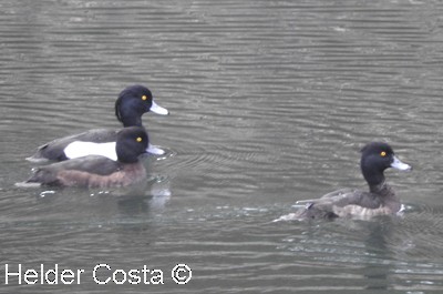 Tufted Duck - ML614849105