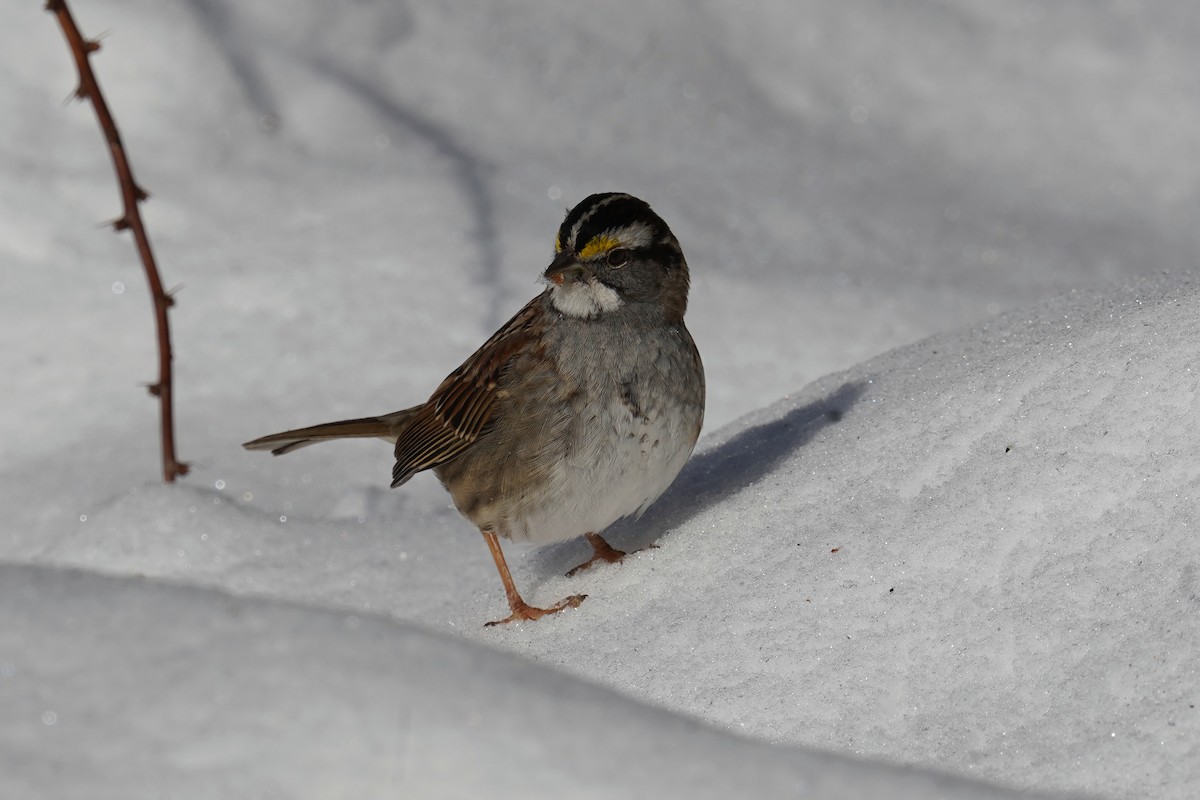 White-throated Sparrow - ML614849171