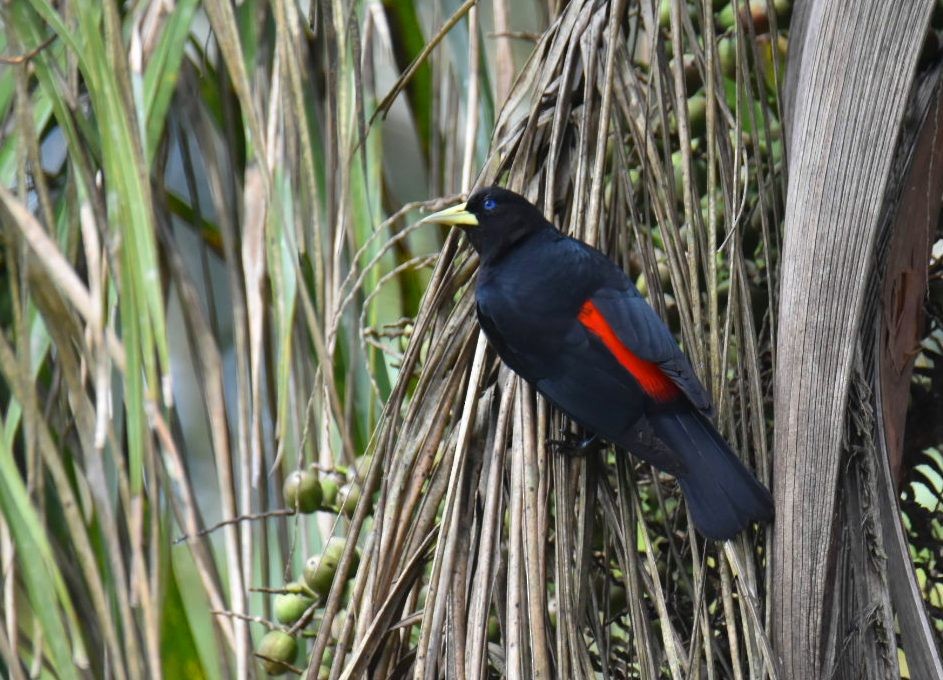 Red-rumped Cacique - Victor Leber