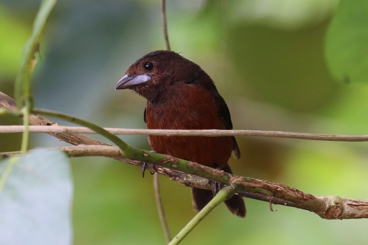 Silver-beaked Tanager - ML614849181