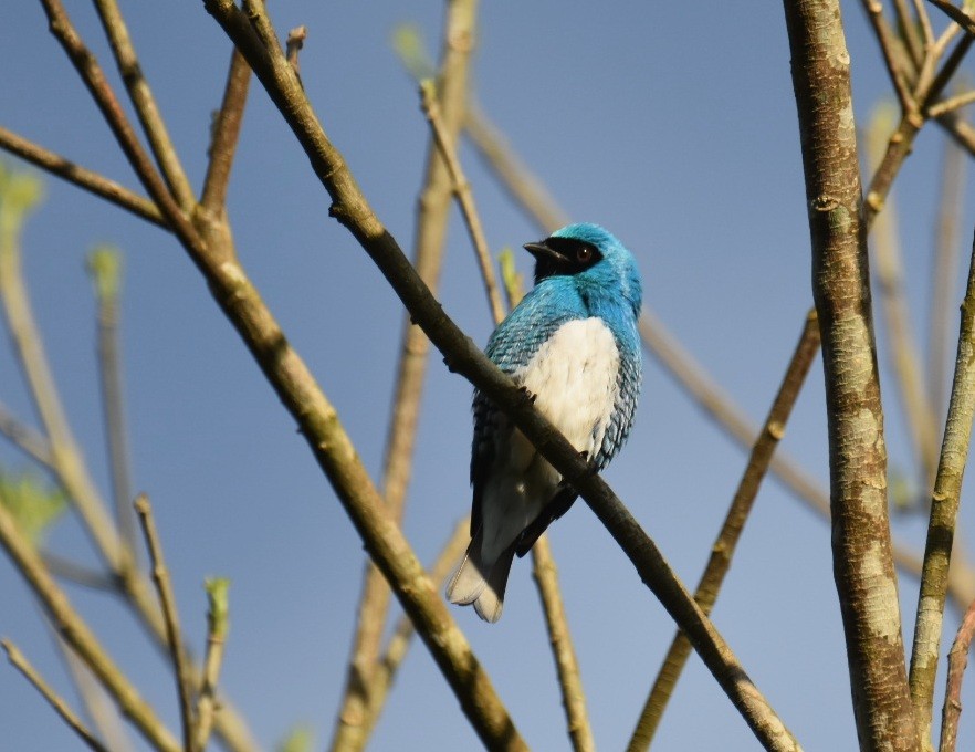 Swallow Tanager - Victor Leber