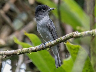 Rose-throated Becard - eBird