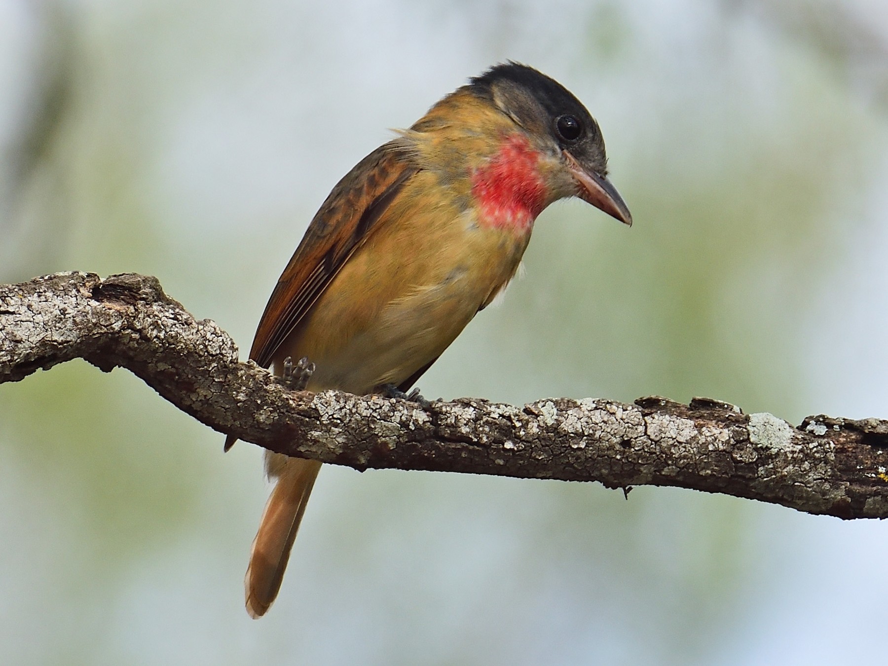 Rose-throated Becard - Ad Konings